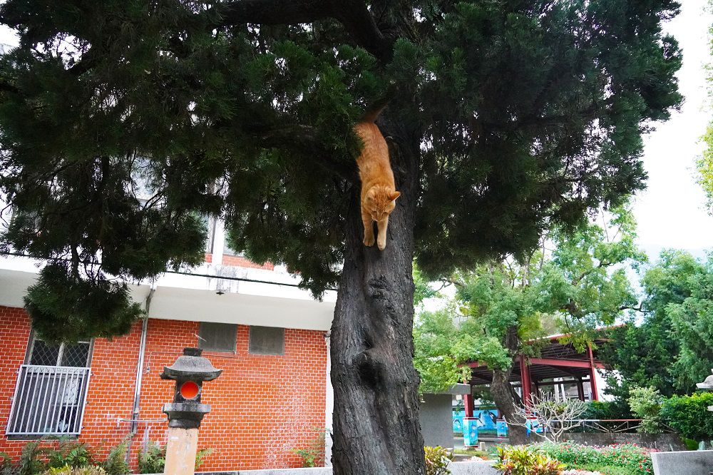 爬樹的貓