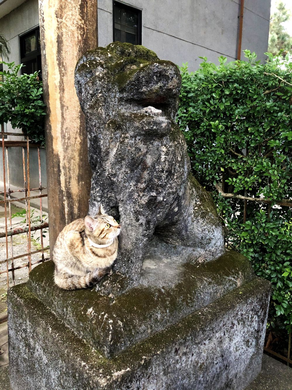 和石像一起的貓